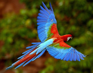 Birds of a Feather with the Cincinnati Zoo.