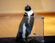 Cincinnati Zoo Penguin Pals